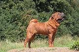 SHAR-PEI 879